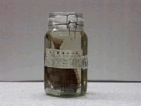 藏品(黑籃子魚)的圖片